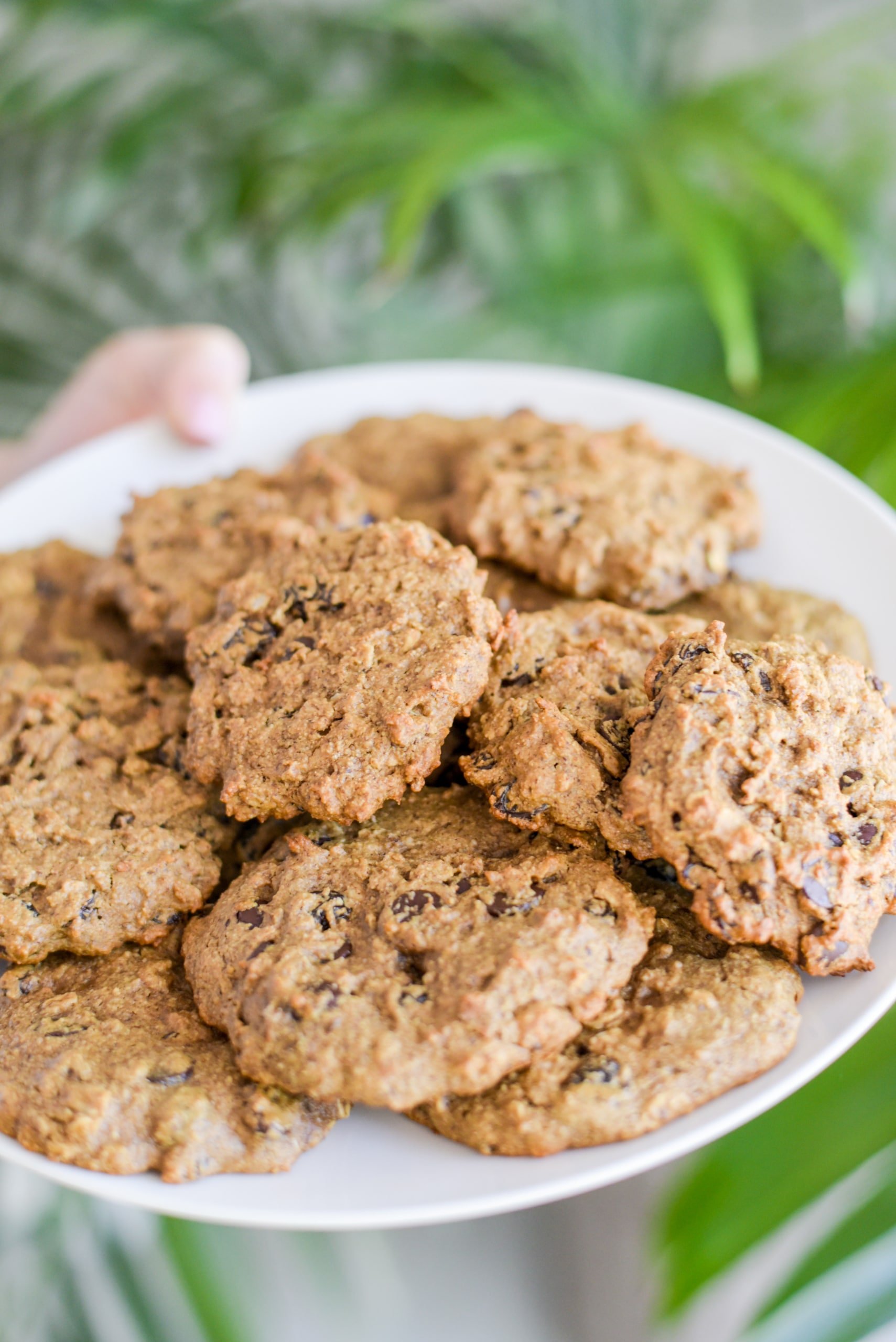 A white plate being held by a white hand in front of a palm leaf with oatmeal raisin cookies on it.